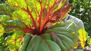 Avertissement important à tous ceux qui cultivent de la rhubarbe dans leur jardin