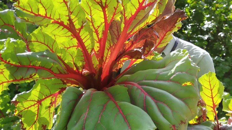 Avertissement important à tous ceux qui cultivent de la rhubarbe dans leur jardin
