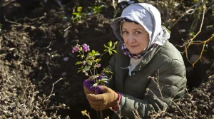 Ce buisson adore des pollinisateurs à planter dès maintenant pour leur offrir un festin au printemps