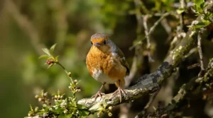 Ce réflexe très courant au jardin empêche les oiseaux de nicher chez vous : abandonnez vite cette habitude