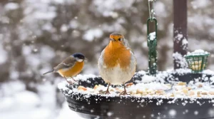 Ces 9 oiseaux d’hiver comptent parmi les plus beaux visiteurs des jardins, à observer jusqu’à fin février