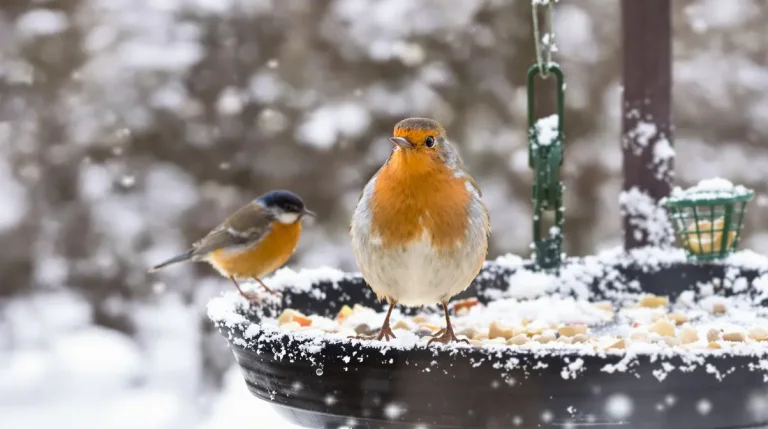 Ces 9 oiseaux d’hiver comptent parmi les plus beaux visiteurs des jardins, à observer jusqu’à fin février
