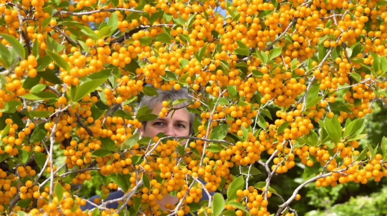 Cet arbre fruitier oublié offre des récoltes incroyables et presque personne n’y pense