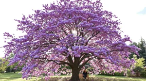 Cet arbre pousse aussi vite que le bambou et sa floraison spectaculaire métamorphose le jardin