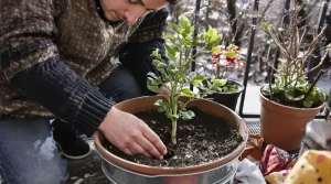 Cette plante remplace les cubes de bouillon et se met en pot à cette période précise