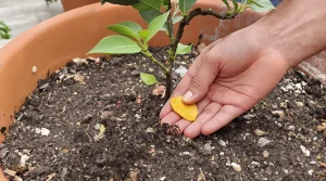 Citronnier qui ne donne rien : j’enterre ce déchet de cuisine au pied et il se couvre de fruits