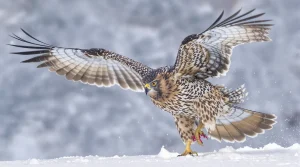 Comment les rapaces utilisent l’ultraviolet pour traquer leurs proies cachées sous la neige