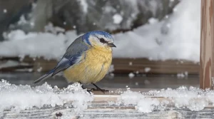 En hiver, ce geste minuscule sauve vraiment les mésanges du froid et de l’épuisement