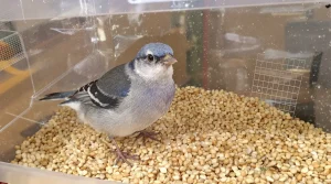 En voulant sauver les mésanges, des milliers de jardins deviennent des pièges mortels