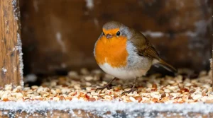 Février au jardin : cette épice à répandre sans tarder va sauver vos oiseaux tout l’hiver 2026