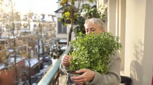 J’ai jeté mes cubes de bouillon : cette plante fait bien mieux et se plante dès maintenant