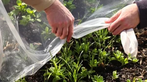 Jardin : tout ce qu’il faut faire en février pour un extérieur éclatant de santé au printemps