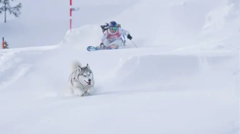 JO 2026 : un chien surgit sur la piste de ski de fond et perturbe l’épreuve
