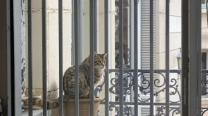 Le geste simple que les passionnés utilisent vraiment pour attirer les mésanges sur leur balcon