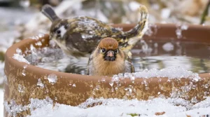 Les anciens le faisaient chaque hiver : ce petit récipient qui fait revenir les oiseaux dans votre jardin en un rien de temps