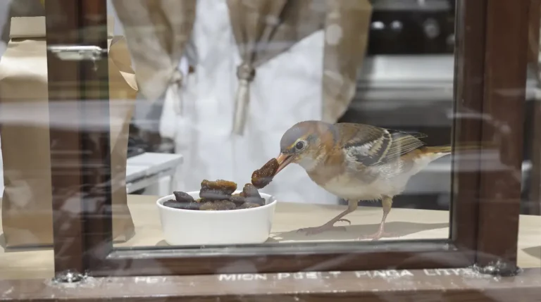 Ne mangez plus ce petit fruit sec du placard : dehors, il fait venir l'oiseau que vous rêvez d’apercevoir au jardin