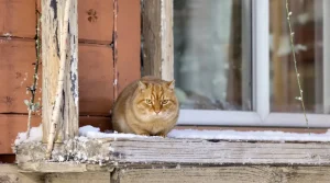 Nourrir les oiseaux du jardin : erreurs à éviter et conseils vraiment utiles