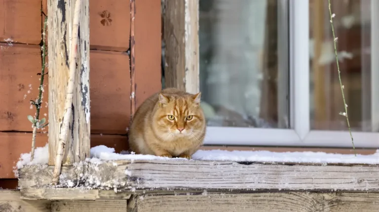 Nourrir les oiseaux du jardin : erreurs à éviter et conseils vraiment utiles