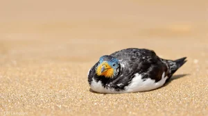 Pays Basque : les oiseaux marins fragilisés par la série de coups de vent et de tempêtes sur la façade atlantique