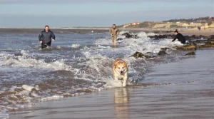Pays basque. « Voir son chien courir sur le sable est un plaisir irremplaçable ! » : ils réclament le retour des canidés sur les plages de Saint-Jean-de-Luz et Ciboure