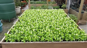 Personne ne la sème et pourtant, elle enrichit le sol pour tous vos futurs semis