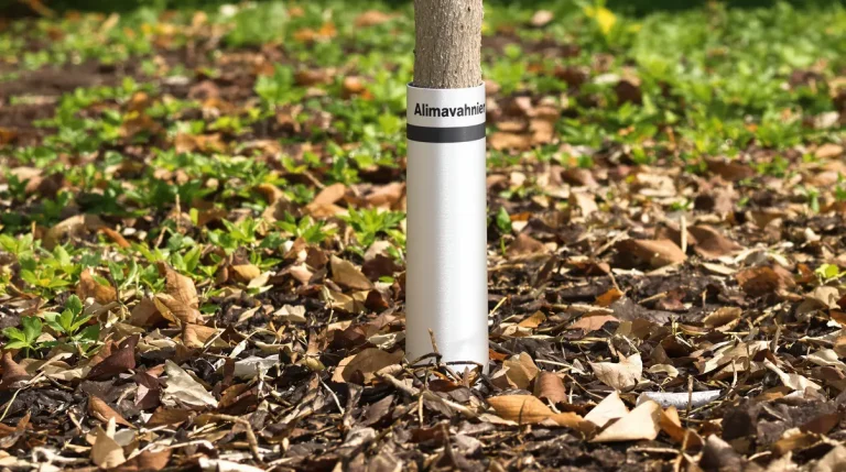 Placez un bout de papier aluminium à cet endroit de vos arbres fruitiers pour une récolte enfin plus abondante