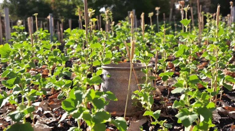 Potager : cette légumineuse de printemps à semer dès février enrichit le sol et bloque les pucerons, sans aucun traitement chimique