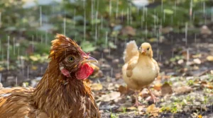 Purgez vos poules à chaque nouvelle saison : ce que ça veut vraiment dire pour leur santé