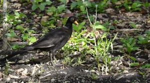 Quelle est la véritable signification d’un merle qui revient chaque jour se poser dans votre jardin ?