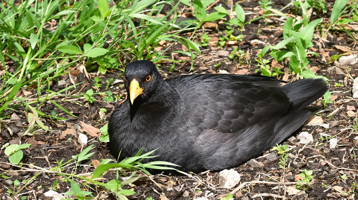 Quelle est la véritable signification d’un merle qui revient chaque jour se poser dans votre jardin ? Quelle est la véritable signification d’un merle qui revient chaque jour se poser dans votre jardin ?