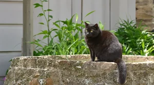Quelle est la véritable signification d’un merle qui revient jour après jour se poser dans votre jardin ?