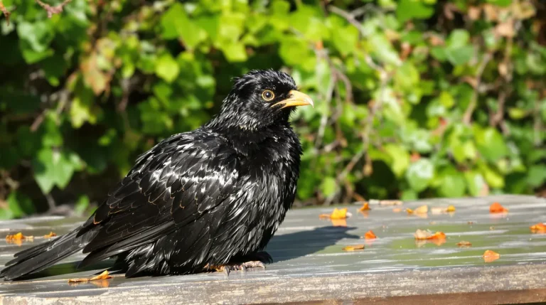 Quelle est la véritable signification de la présence d'un merle dans votre jardin ?