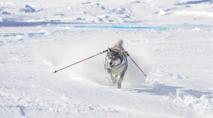 Un chien s'invite sur la ligne d'arrivée d'une épreuve de ski de fond aux JO 2026