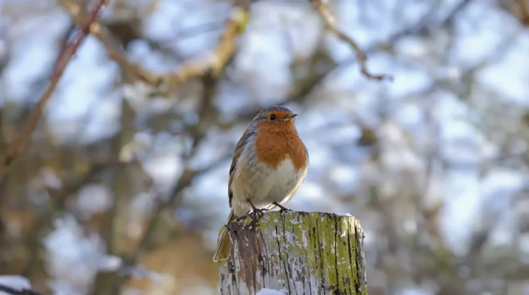 Un rouge-gorge s'est installé dans mon jardin : quelle signification spirituelle et symbolique ?