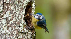 Voici pourquoi la présence de mésanges signale un grave problème caché dans votre jardin