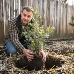 Le fruitier le plus simple du jardin : même sans main verte, il pousse vraiment sans effort