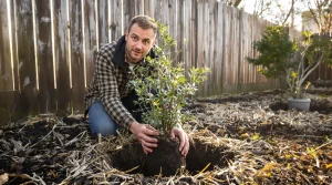 Le fruitier le plus simple du jardin : même sans main verte, il pousse vraiment sans effort
