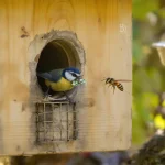 Les frelons asiatiques s’attaquent aussi aux mésanges : voici quoi faire dans votre jardin