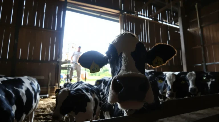 Changement climatique : ils retirent le bardage de leur stabulation, voici pourquoi Changement climatique : ils retirent le bardage de leur stabulation, voici pourquoi