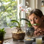 Orchidées que vous alliez jeter : cet ingrédient de cuisine les aide à refleurir vite