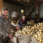 Pas-de-Calais : un agriculteur offre gratuitement ses pommes de terre invendues au lieu de les jeter
